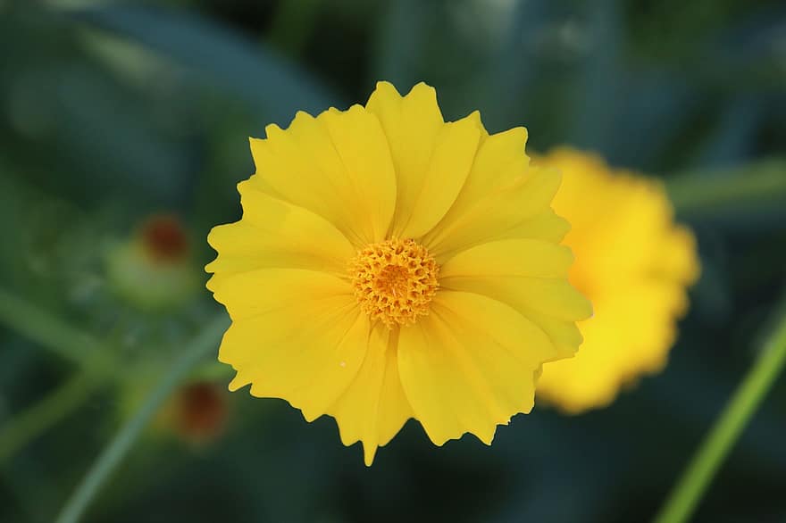 tickseed, λουλούδι, μικρό λουλούδι, κίτρινο άνθος, ανθίζω, άνθος, κίτρινα πέταλα, χλωρίδα