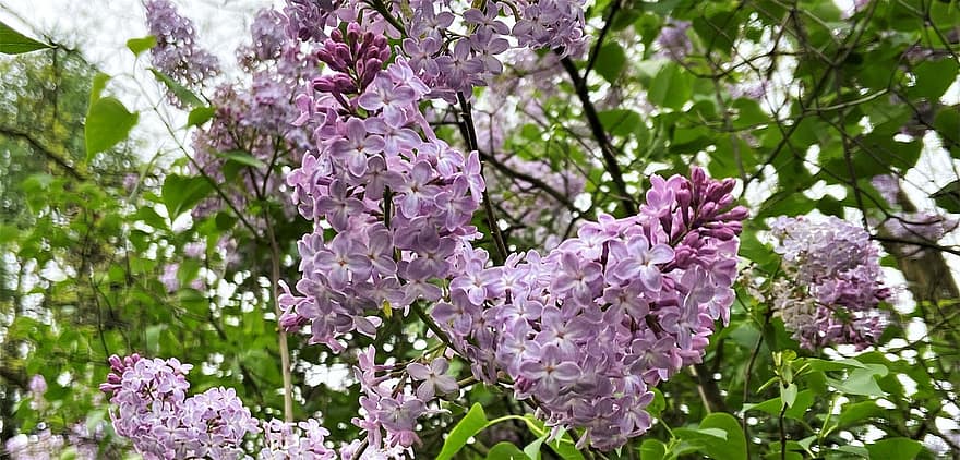 Bush, Lilacs, Purple, Flowers, Purple Flowers, Petals, Purple Petals, Bloom, Blossom, Flora, Floriculture