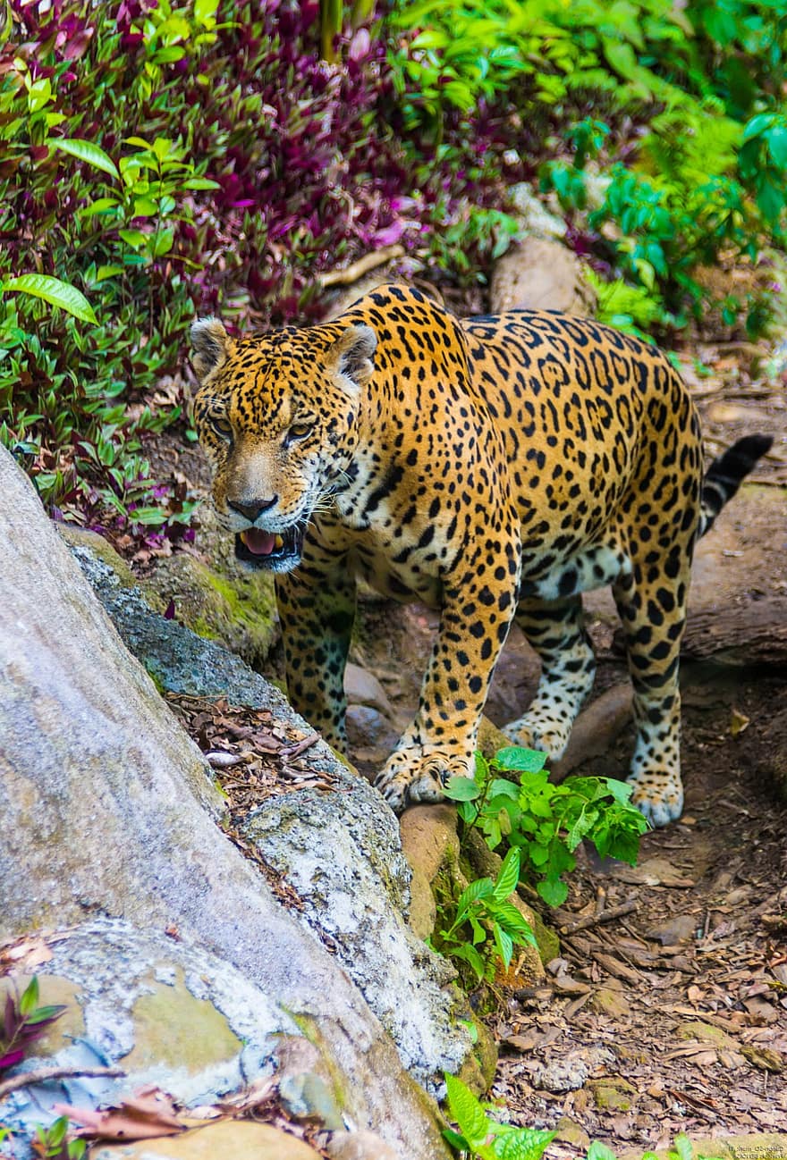 leopards, dzīvnieku, zīdītāju, plēsējs, savvaļas dzīvnieki, safari, zooloģiskais dārzs, raksturs, savvaļas fotogrāfijas, tuksnesī, tuvplāns