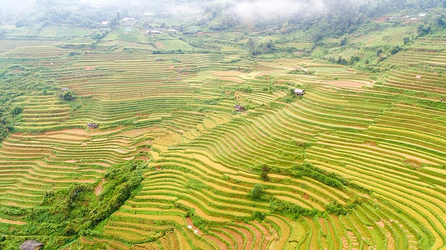 terrassen, farm, landschap, rijst, rijstveld, landbouw, veld-, plantage, platteland, landelijk, land-