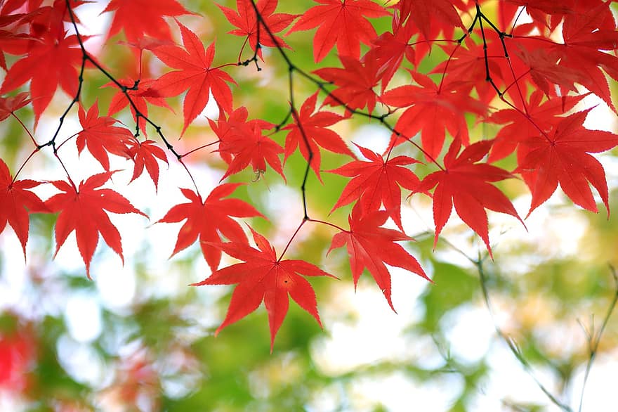 秋、木、紅葉、葉、自然、秋の季節、シーズン、黄、森林、鮮やかな色、マルチカラー