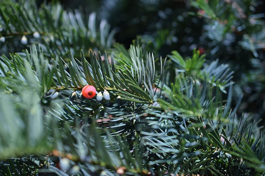 taxus baccata, evergreen, zelená, větev, toxický, Vánoce