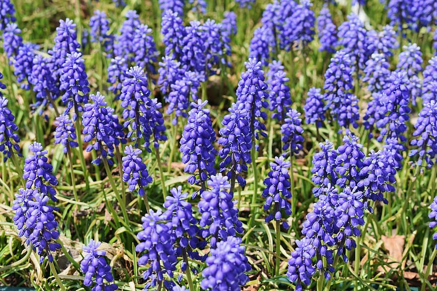 Blumen, blaue blumen, Blütenstand, blühen, Flora, Natur, Pflanzen, blühende Plfanzen, Garten, Blumengarten, Frühling