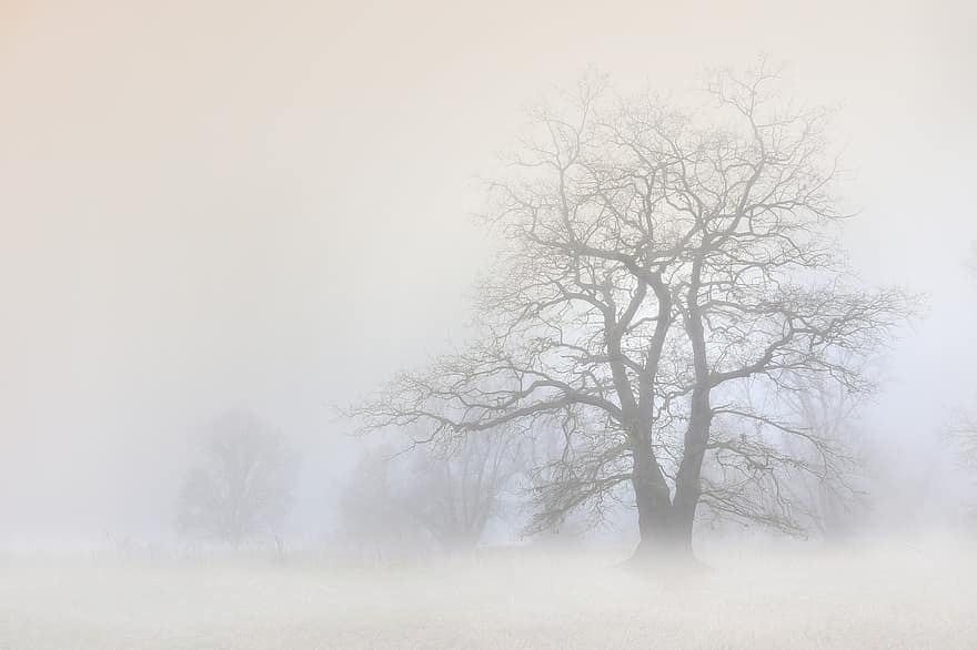 copac, ceaţă, natură, ceață, zăpadă, iarnă, arbore gol, peisaj, pădure, toamnă, sezon