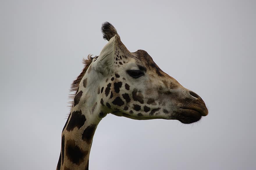 girafa, animal, cabeça, mamífero, animais selvagens, jardim zoológico, natureza, fechar-se