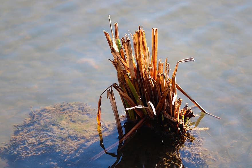 Reed, Grass, Stalks, Water, Aquatic Plant, Pond, Growth, Outdoors, close-up, summer, plant