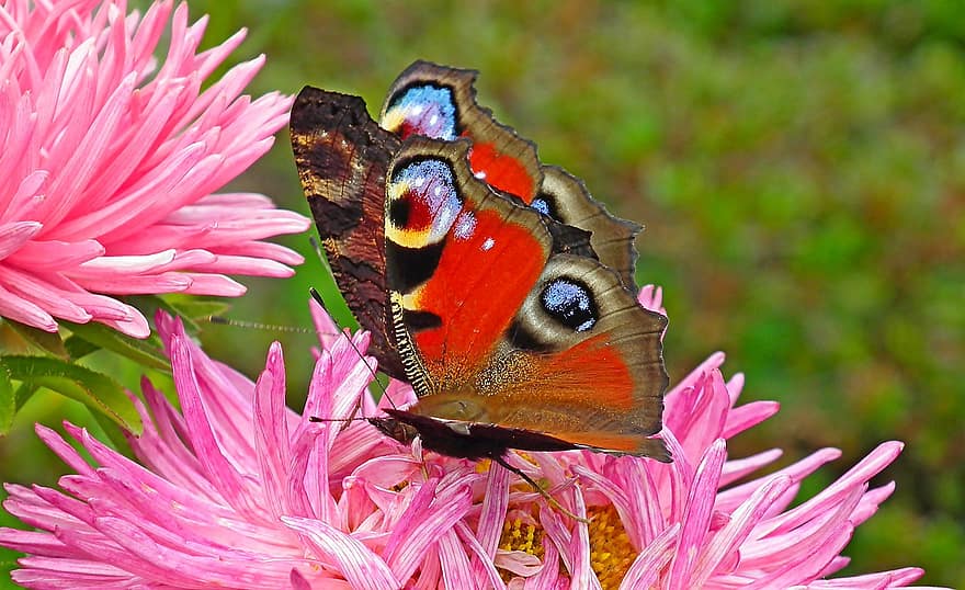 farfalla di pavone, farfalla, fiori, insetto, Ali, aster, pianta, giardino, natura, estate