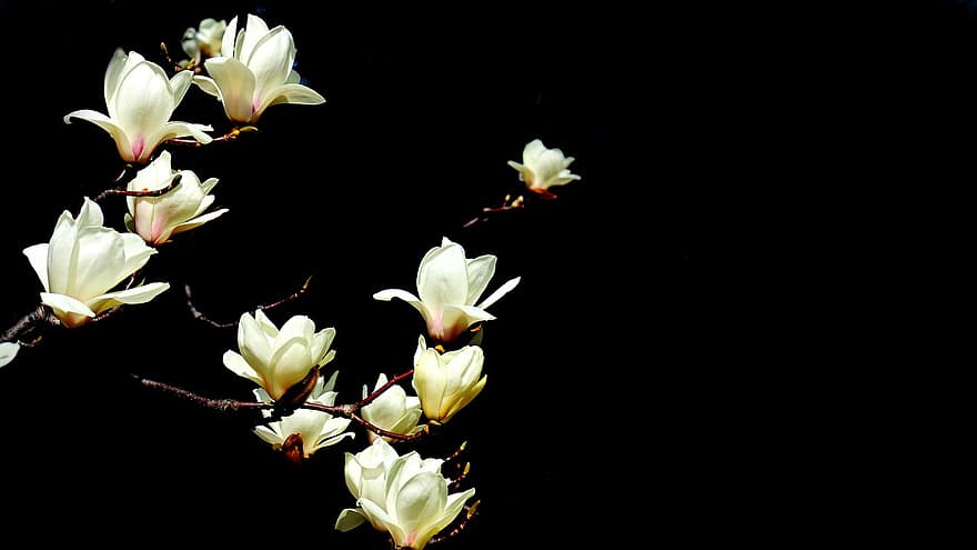 magnolie, flori, flori albe, natură, plantă, floare, a închide, frunze, cap de floare, petală, vară