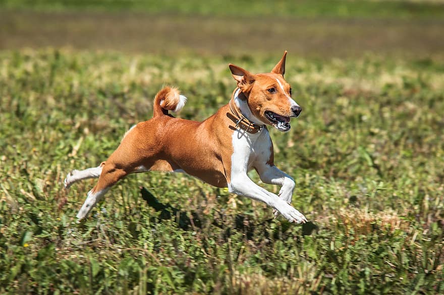 Basenji, hund, løb, Mark, udendørs, aktiv, dyr, smidighed, atletisk, hunde, konkurrence