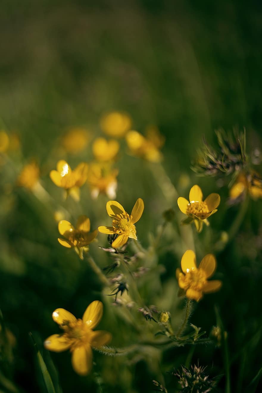 Flowers, Yellow Flowers, Wildflowers, Nature, Plants, Flora, Spring, summer, yellow, flower, plant