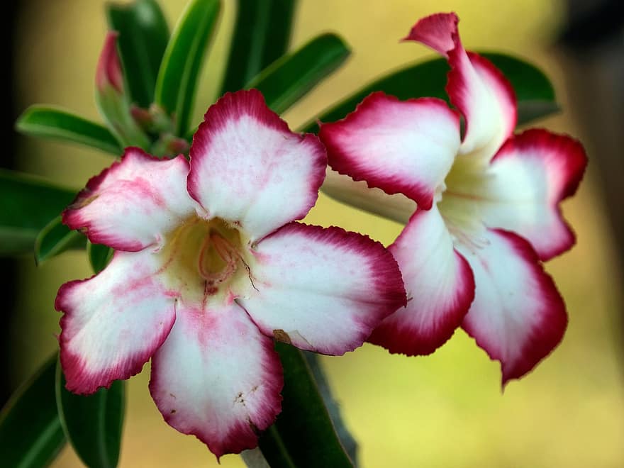 Adenium, Desert Roses, Pink Flowers, Garden, Flora