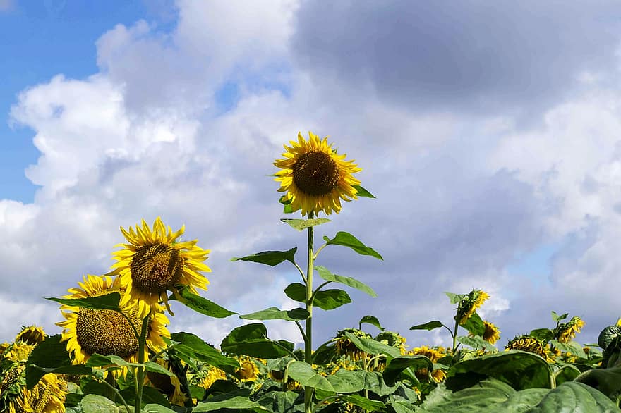 слънчогледи, цветя, поле, слънчогледово поле, жълти цветя, разцвет, цвят, листенца, небе, селско стопанство, пейзаж