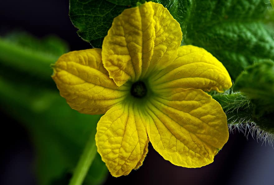 пъпеш, жълто цвете, Пъпешен цвят, природа, флора, листо, едър план, растение, зелен цвят, жълт, макро
