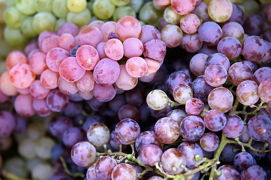les raisins, fruits, grappe, grappe de raisins, raisins frais, Fruits frais, récolte, produire, biologique, vignoble, vignes