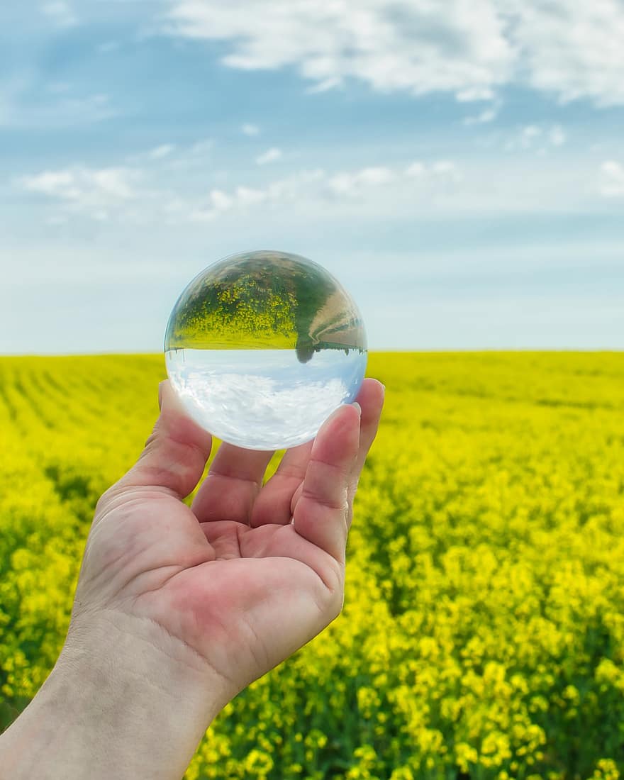 Rapeseed, Oilseed Rape, Lens Ball, Glass Sphere, Flowers, Agriculture, Background, Bloom, Blossom, Brassica Napus, Coleseed
