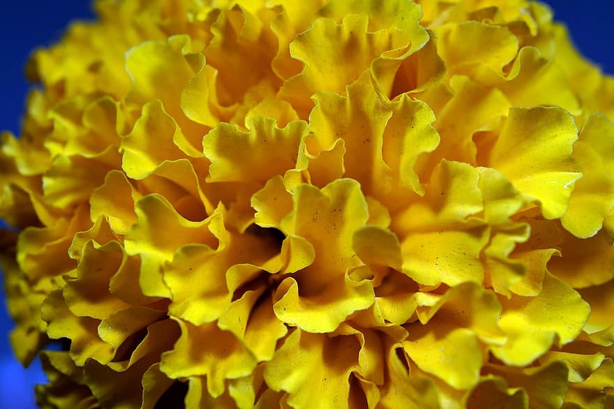 crizantemă, floare, plantă, petale, floare galbenă, a inflori, natură, macro