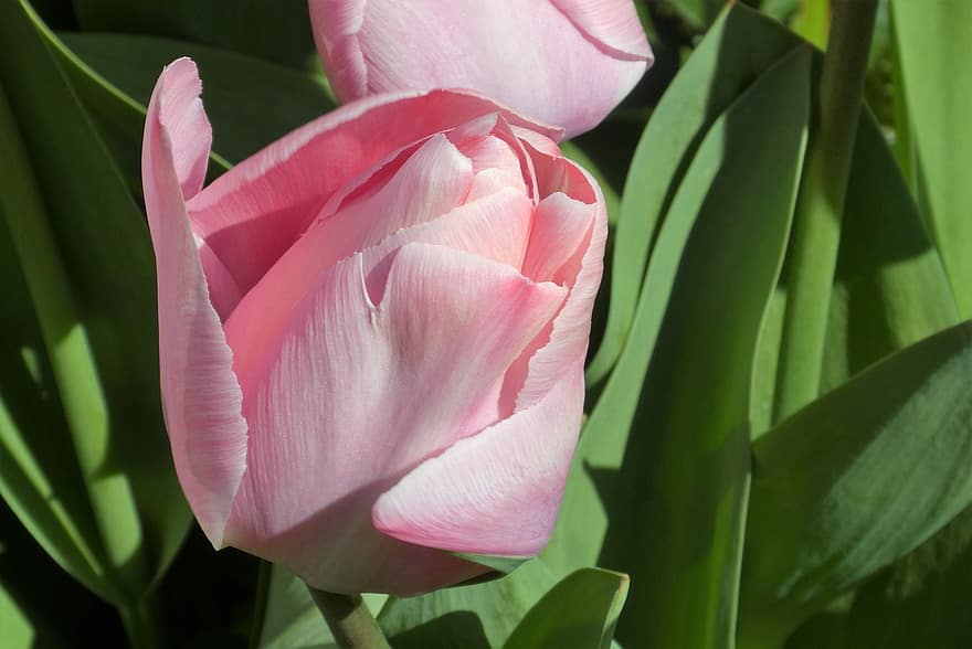 tulipan, blomst, grønnsak, petals, vår, hage, natur, rosa blomst, anlegg, petal, blad