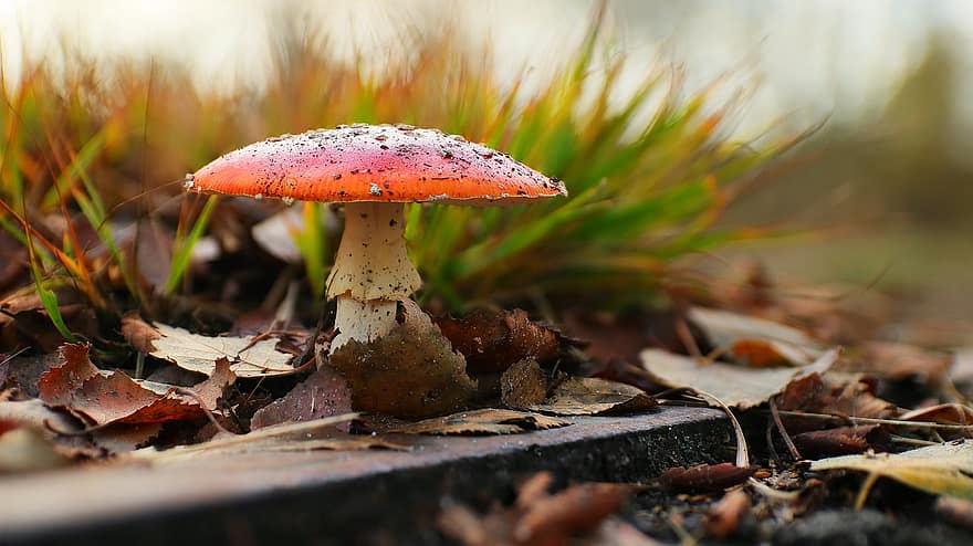 champignon, champignon vénéneux, mycologie, forêt, la nature, macro photographie