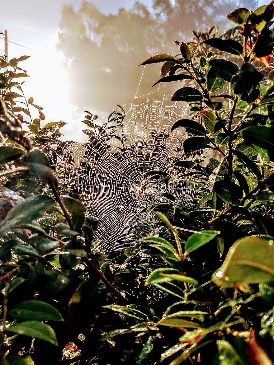 jaring laba-laba, laba-laba, tanaman, Daun-daun, sarang laba-laba, arakhnida, alam, daun, merapatkan, menanam, embun