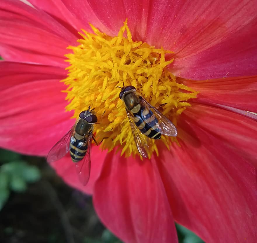 бджіл, комахи, запилюють, запилення, квітка, крилаті комахи, крила, природи, перетинчастокрилі, ентомологія, макрос