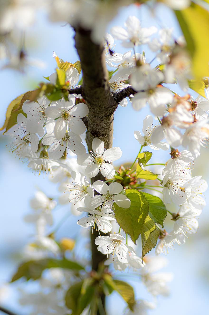 甘いさくらんぼ、桜の花、フラワーズ、春、白い花、咲く、花、ブランチ、木、自然、閉じる