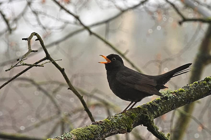 Bird, Blackbird, Branch, Perched, Perched Bird, Feathers, Plumage, Ave, Avian, Ornithology, Animal