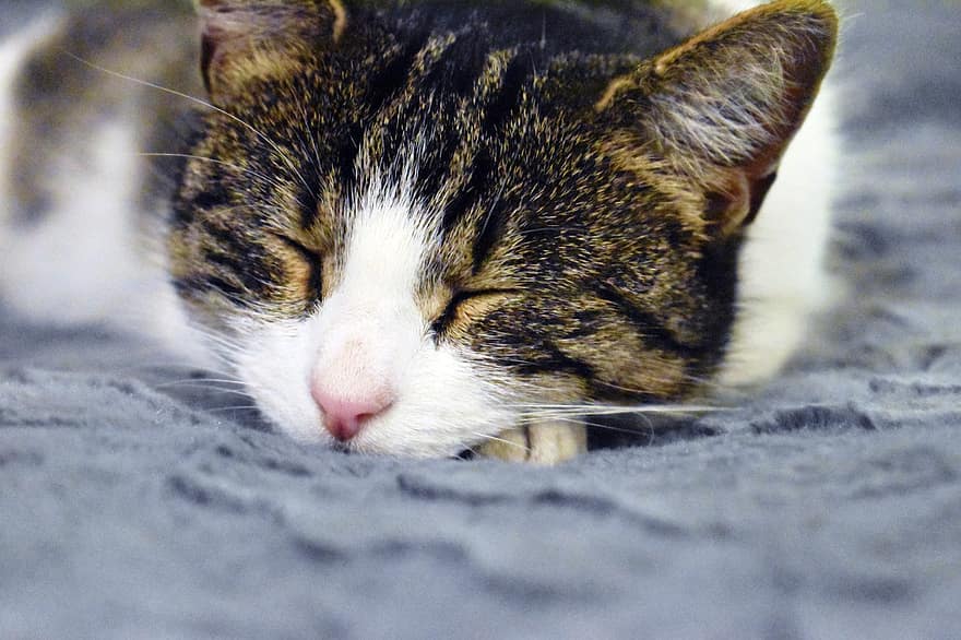 kot, zwierzę, śpiący kot, łóżko, sypialnia, koci, zwierzęta domowe, uroczy, Kot domowy, kotek, wąsy