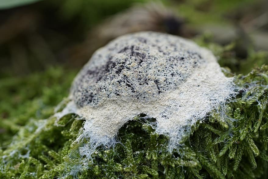 Moss, Slime Mold, Fungus, Fuligo Septica, Forest, Nature