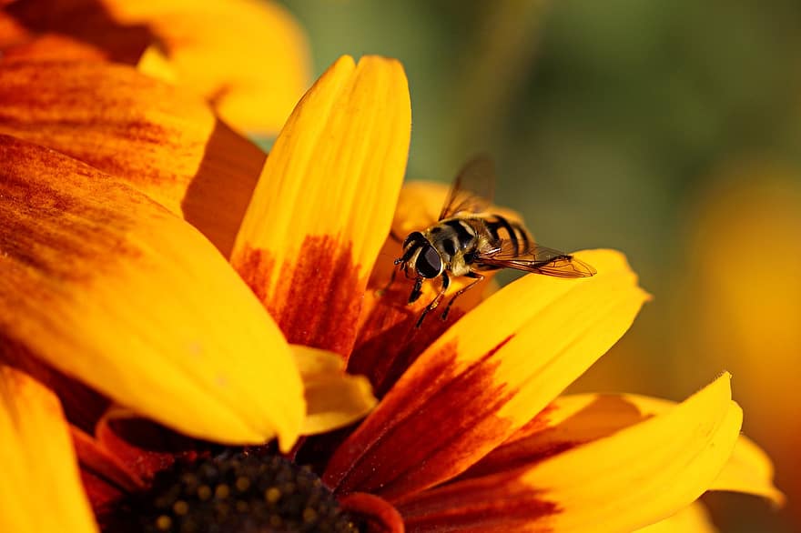 abeille, fleurs, pétales, la nature, insecte, ailes, la biologie, plante, antenne, entomologie, fond d'écran
