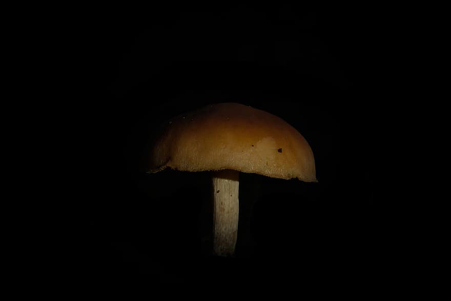 houba, temný, ponurý, podzim, Černá, Pozadí, les, kánon