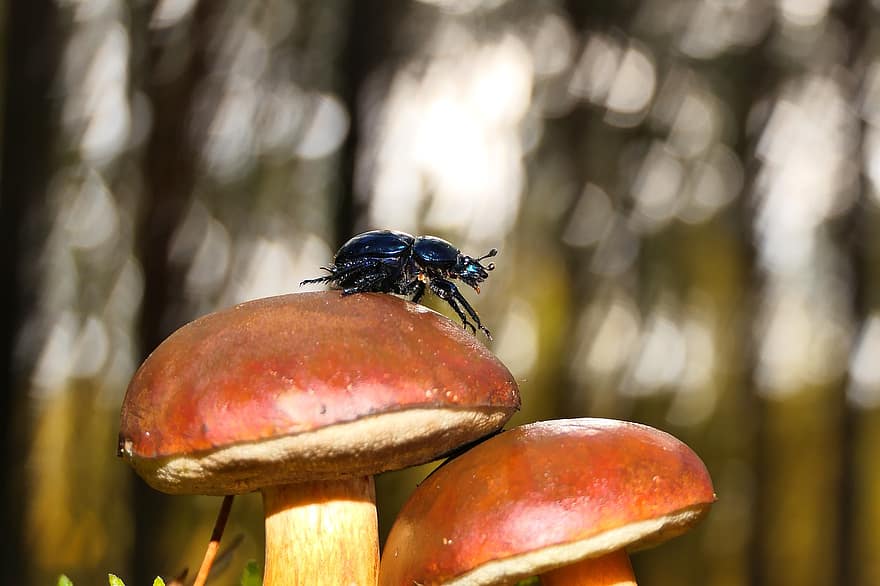 kumbang, jamur, serangga, hewan, alam, bolete, hutan, lingkungan Hidup, biologi, lantai hutan, ilmu jamur