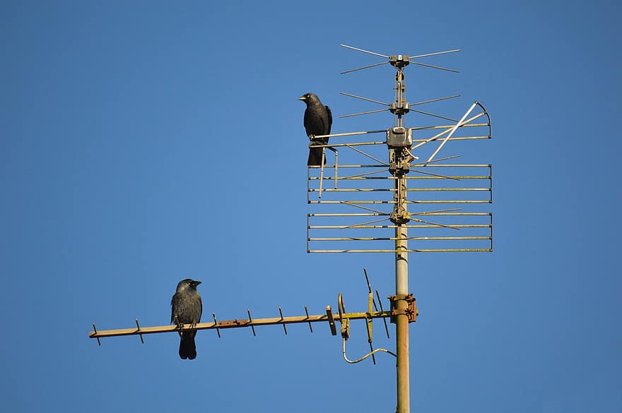 антенны, корона, вороны, телевизионная антенна, птицы, животные, певчих, усаживаться птицы, наблюдение за птицами, живая природа, дерево