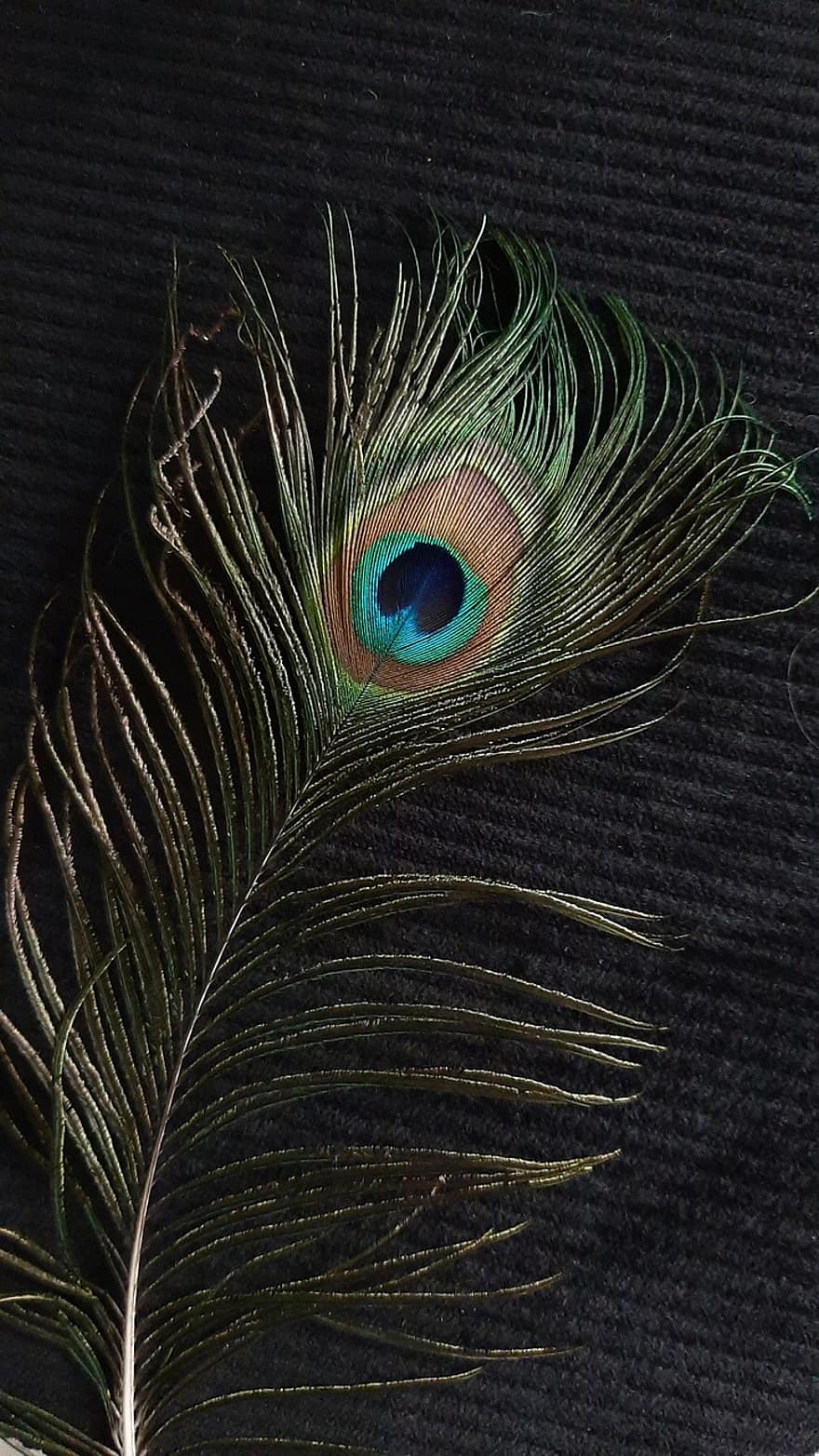 pluma de pavo real, pluma, plumaje, vistoso, orgullo, ligero, ojo, arco iris