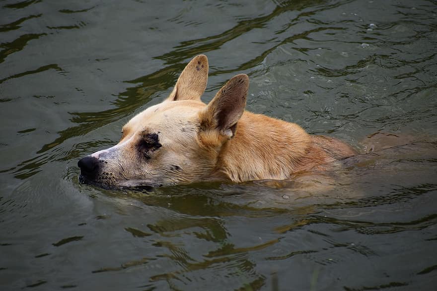 suns, pet, suņiem, dzīvnieku, peldēšana, ezers, kažokādas, snout, zīdītāju, suņu portrets