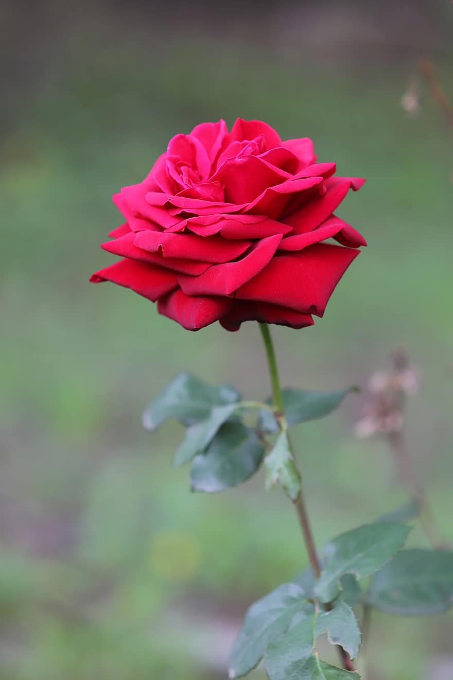 Rosa, flor, planta, pétalos, Rosa roja, flor roja, floración, hojas, jardín, naturaleza