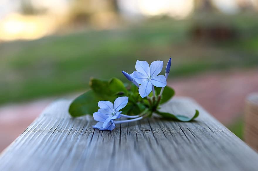 cape leadwort, blommor, bänk, blåa blommor, blå plumbago, cape plumbago, utomhus