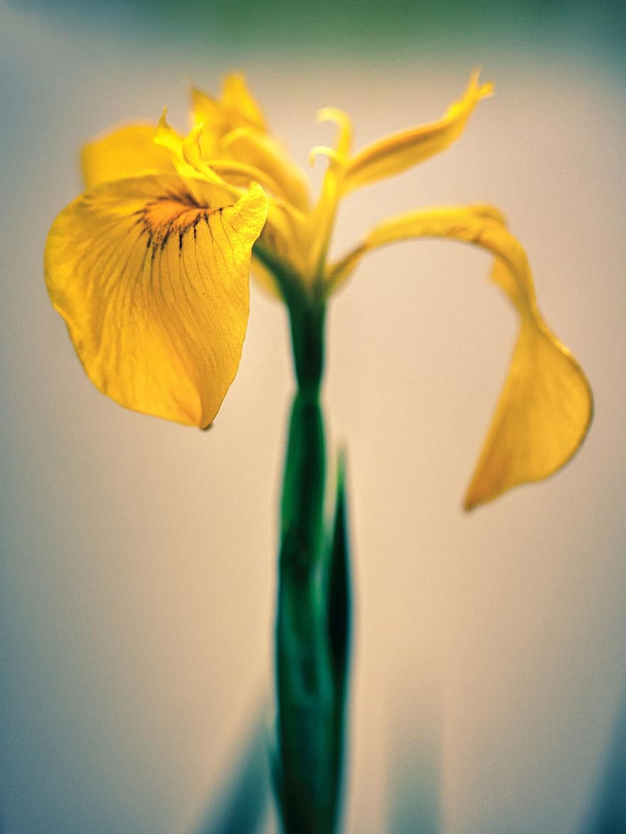 träsk iris, gul blomma, iris, blomma, närbild, flora, natur, vår, gul, växt, blad