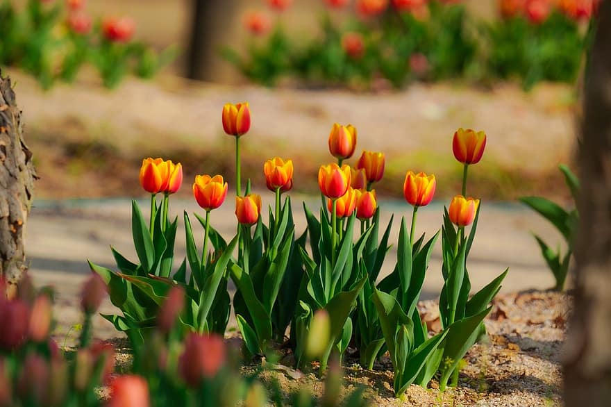 tulipány, květiny, jarní květiny, jaro, zahrada, park, Korejská republika, jarní krajina, krajina, tulipán, květ