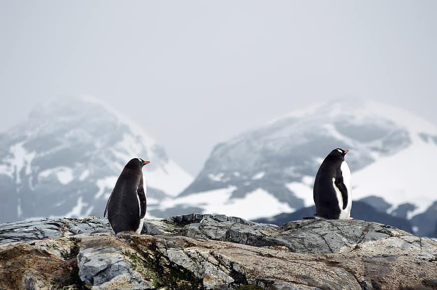 chim cánh cụt, núi, tuyết, Nước đá, lạnh, cực, động vật, Nam Cực, phong cảnh, dễ thương
