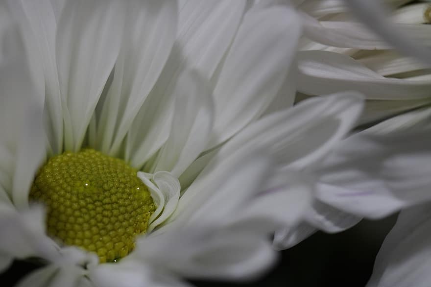 Marguerite, fleur, pétales, Floraison, botanique