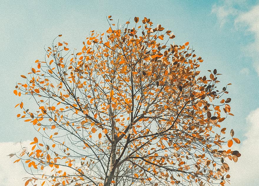pohon, musim gugur, jatuh, alam, musim, daun, latar belakang, ilustrasi, cabang, kuning, Oktober