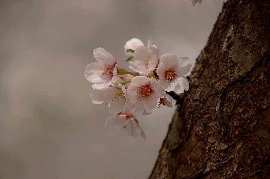 květiny, třešňové květy, okvětní lístky, větev, kvetoucí, sakura, flóra, sakura strom, jaro, jarní sezóna