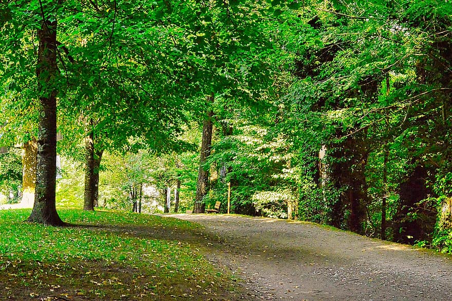 след, парк, Parc Thermal, Сен-Жерве, Савойя, пейзаж, дорожка, деревья, природа, деревянный пол, подлесок