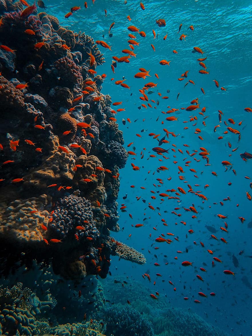 sub apă, coral, peşte, mare, recif, ocean, scufundare, apă, diving, natură, albastru