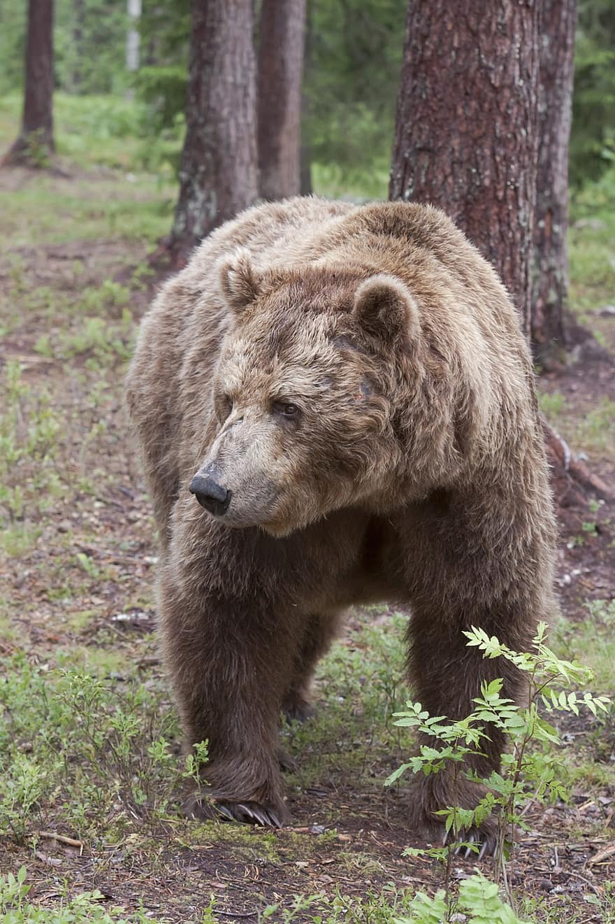 Medvěd hnědý, medvěd, zvíře, dravec, nebezpečný, savec, Příroda, volně žijících živočichů, divoké zvíře, zvířata ve volné přírodě, les