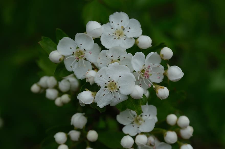 fleur blanche, Aubépine du Midland, fleur de mai, fleur, pétales, étamine, plante, arbuste, blanc