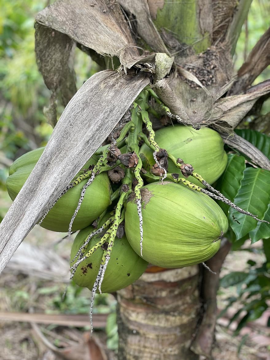 kokosnød, tropisk, vækst, træ, blad, plante, grøn farve, tæt på, friskhed, frugt, landbrug
