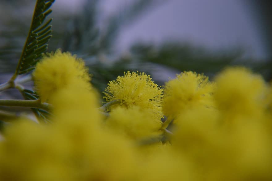 flors de mimosa, flors, flors grogues, flora, jardí, groc, planta, primer pla, estiu, flor, color verd