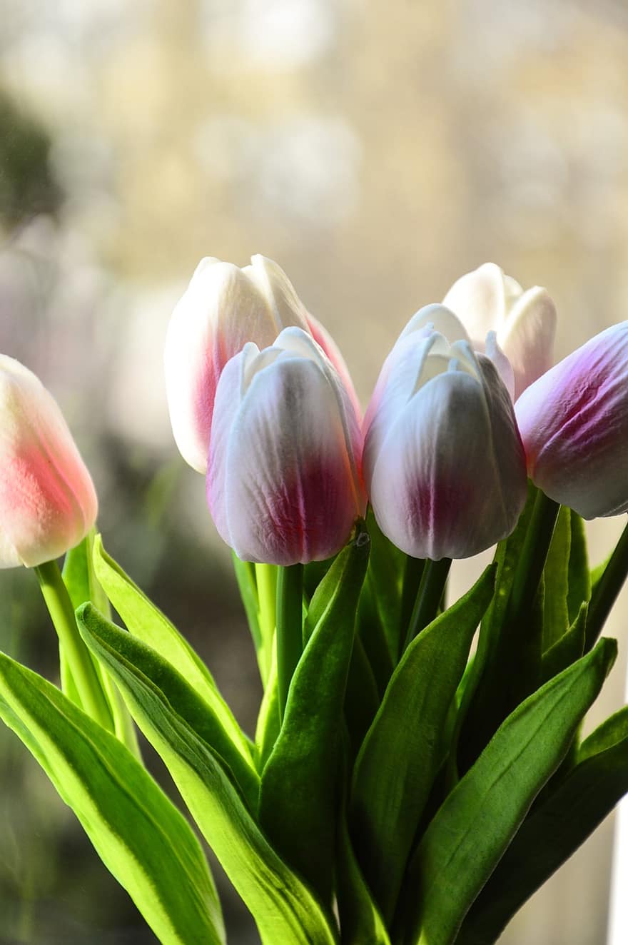 tulipaner, blomster, flor, kronblade, tulipaneblader, have, blomstre, flora, planter, natur, forår blomster