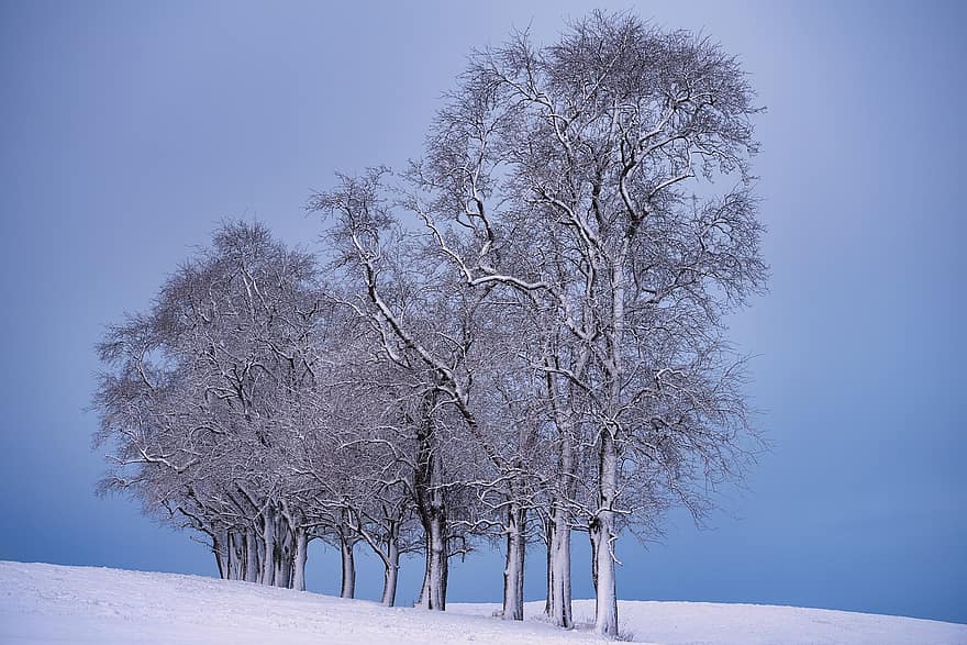 дървета, поле, сняг, зима, скреж, снежно, неприветлив, пейзаж, природа